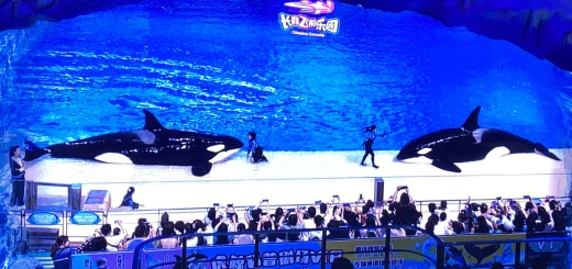 珠海長隆飛船主題樂園鯨魚表演