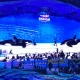 珠海長隆飛船主題樂園鯨魚表演